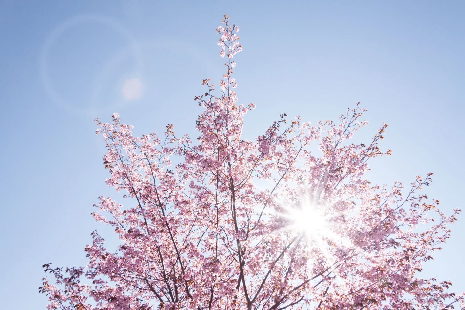 Yeongrang Lake Cherry Blossom Festival 2026: The Complete Guide