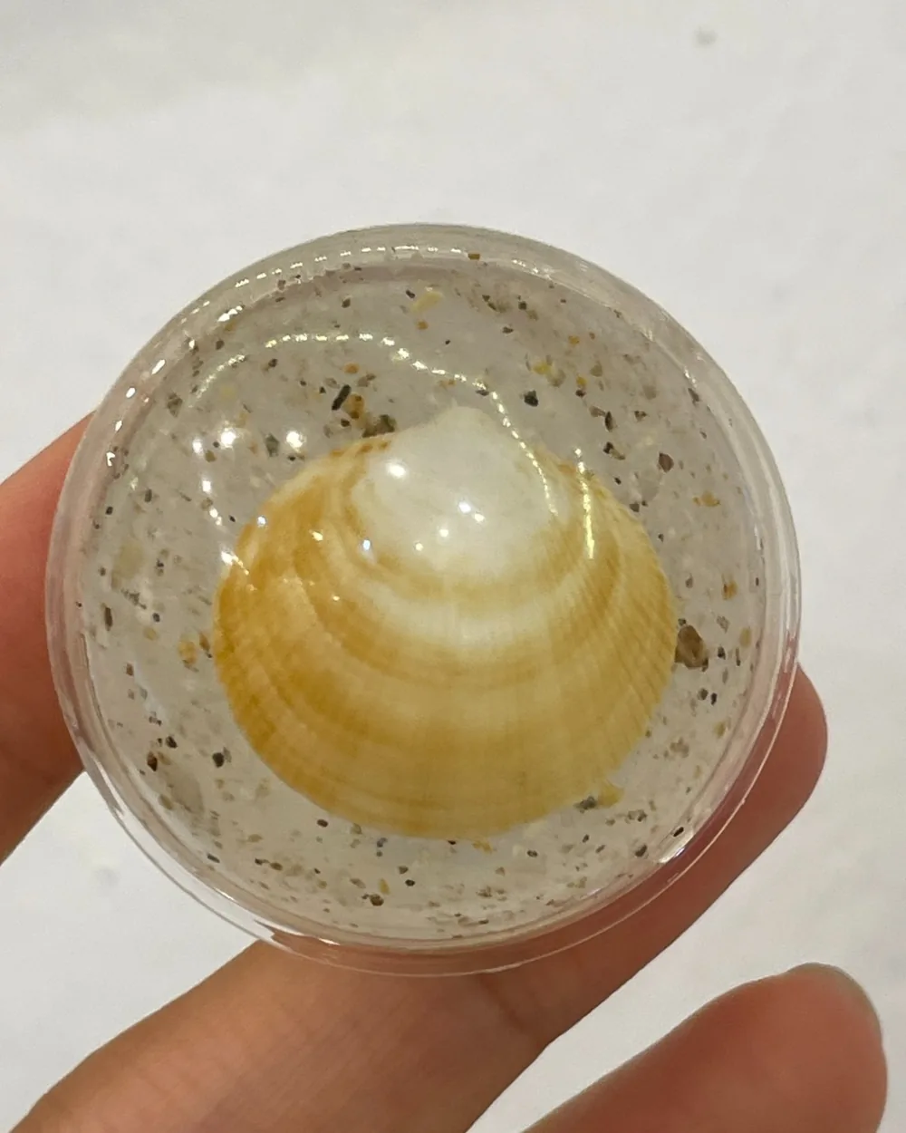 Shell Phone Grip