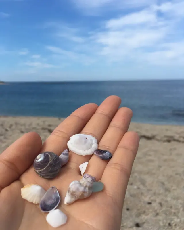 A handful of small shells and sea glass photographed beside the shore